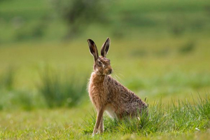 Puškanje životinja - što su oni?